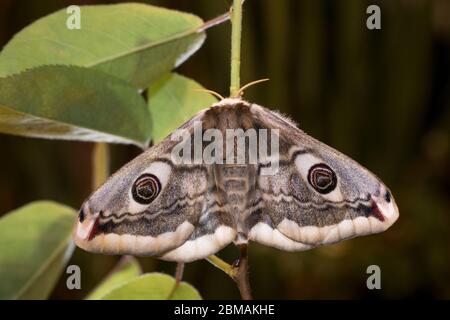 Kleines Nachtpfauenauge - Weibchen, Saturnia Pavonia, petite papillon empereur - femme Banque D'Images