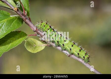 Kleines Nachtpfauenauge - Raupe, Saturnia Pavonia, petite papillon empereur - chenille Banque D'Images