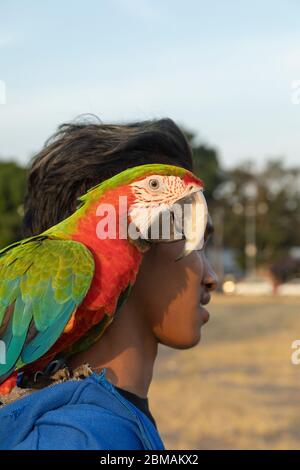 Yogyakarta, Indonésie - 16 juillet 2019 : un jeune joue avec un beau perroquet, sur l'esplanade Alun Alun Utara à Yogyakarta. Banque D'Images