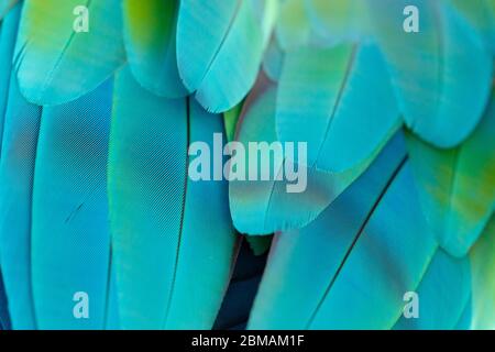 Détail de la texture des plumes bleutées et colorées d'un perroquet sur l'esplanade Alun Alun Utara à Yogyakarta, Indonésie. Banque D'Images