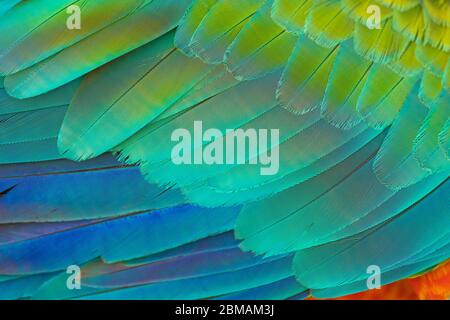 Détail de la texture des plumes bleutées et colorées d'un perroquet sur l'esplanade Alun Alun Utara à Yogyakarta, Indonésie. Banque D'Images