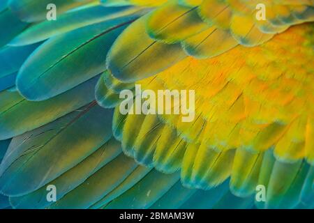 Détail de la texture des plumes bleutées et colorées d'un perroquet sur l'esplanade Alun Alun Utara à Yogyakarta, Indonésie. Banque D'Images