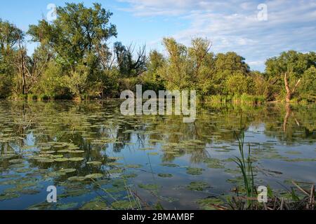Zone naturelle avec plusieurs lacs le long de la rivière Sava en Croatie Banque D'Images