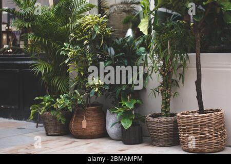 Une collection de plantes en vente à l'extérieur d'une boutique d'usines de Londres. Banque D'Images