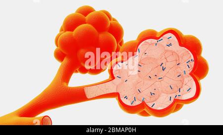 illustration 3d alveoli dans le contexte de la libération de virus et de bactéries Banque D'Images