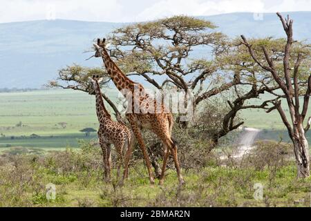 Girafe famille pâturage près acacia arbre africain belle savane verte prairie Banque D'Images
