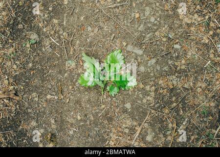 Feuille de chêne vert frais située sur le sol de la forêt. Randonnée, environnement et concept extérieur. Banque D'Images