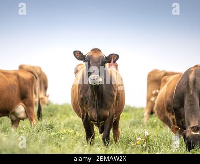 La vache de Jersey qui broutage dans le champ au printemps après-midi regarde la caméra. Banque D'Images