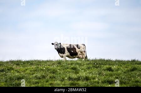 La vache Holstein se tient dans le champ paître au printemps chaud après-midi Banque D'Images