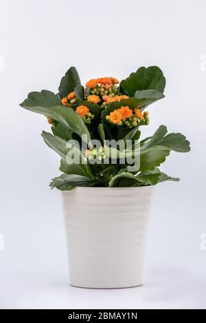 Plante de Katy flamboyante avec des fleurs jaunes d'orange dans un pot isolé sur fond blanc Banque D'Images