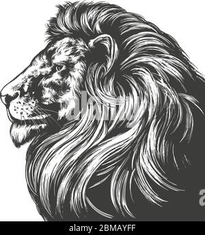 lion animal, roi des bêtes, dessin vectoriel à la main dessin réaliste. Illustration de Vecteur