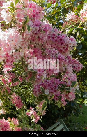 Weigela rose dans le jardin Banque D'Images