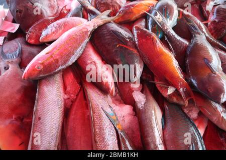 Guadeloupe marché aux poissons à Pointe a Pitre, la plus grande ville de Guadeloupe. Dorade et rasse. Banque D'Images