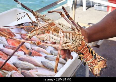 Guadeloupe marché aux poissons à Pointe a Pitre, la plus grande ville de Guadeloupe. Langouste (ou homard épineux). Banque D'Images