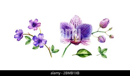 Ensemble d'orchidées aquarelle. Fleurs violettes, grandes et petites, feuilles. Plantes violettes vibrantes. Collection tropicale à motif floral peint à la main. Illustrations botaniques Banque D'Images