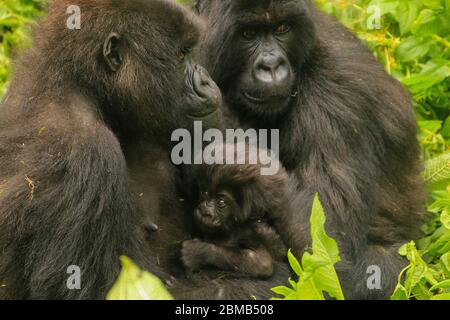 Rwanda, Parc national des Volcans (Parc National des Volcans) gorille de montagne (Gorilla beringei beringei) famille avec bébé Banque D'Images