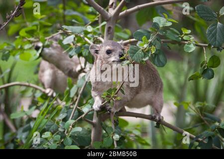 L'acide madaman africain (hyrax) se nourrissant sur la branche d'arbre vert Banque D'Images