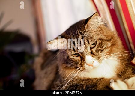 Chat sibérien avec l'expression mignon assis sur le canapé dans le salon à la maison - gros plan portrait Banque D'Images