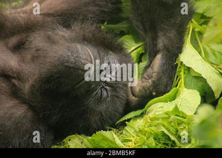 Gorille de montagne femelle (Gorilla beringei beringei) dans le feuillage. Photographié au Parc National des Volcans (Volcans National Park), Rwanda Banque D'Images