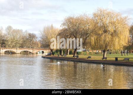 Cygnes sur la rivière Avon Stratford upon Avon Warwickshire Banque D'Images