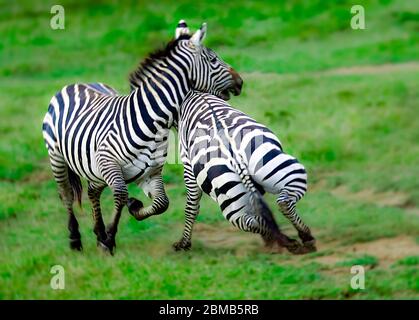 Le zébra de Grant (Equus burchellii boehmi) hommes luttant, parc national de Nakuru, Kenya. Banque D'Images