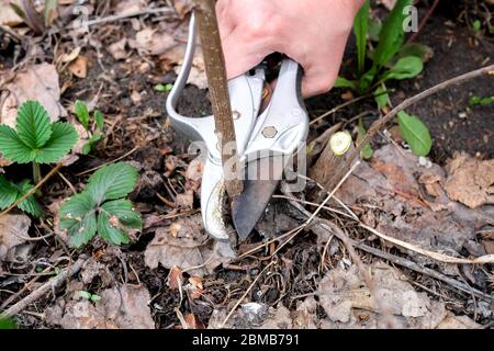 Élagage des branches d'pommiers. Une main tient une taille-taille, tond les jeunes malles minces inutiles. Banque D'Images