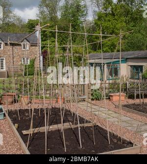 Wigwam de bambou fait maison pour faire pousser des légumes et des plantes grimpantes dans un lit surélevé sur un allotement dans un jardin de légumes dans le Devon rural, Angleterre,