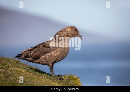 Falkland Skua; Stercorarius antarcticus; Falklands Banque D'Images