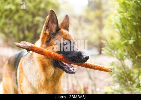 Portrait d'un berger allemand avec un bâton dans la bouche. Chien de race. Banque D'Images