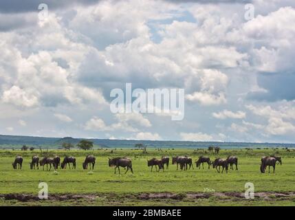 Grande migration des wildebets de pâturage sur la frontière du Kenya et de la Tanzanie savane Serengeti et Masai Mara Banque D'Images