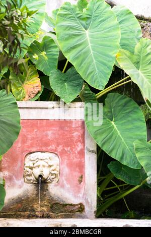 Un bel endroit trouvé dans un jardin ancien où les plantes médicales ont été cultivées dans le sud de l'Italie, à Salerno. Ici la vue d'une fontaine Banque D'Images