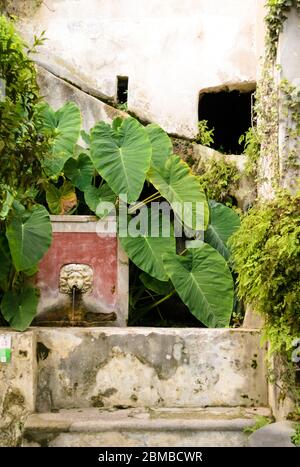 Un bel endroit trouvé dans un jardin ancien où les plantes médicales ont été cultivées dans le sud de l'Italie, à Salerno. Ici la vue d'une fontaine en forme de A. Banque D'Images