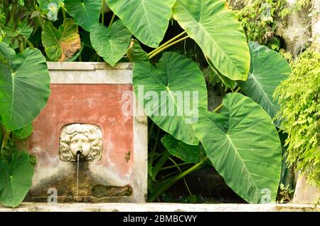 Un bel endroit trouvé dans un jardin ancien où les plantes médicales ont été cultivées dans le sud de l'Italie, à Salerno. Ici la vue d'une fontaine en forme de A. Banque D'Images