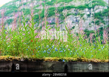 le toit est recouvert d'herbe sur le fond de la montagne. Isolation des toits avec du gazon dans les pays scandinaves. L'écologie est un c naturel Banque D'Images