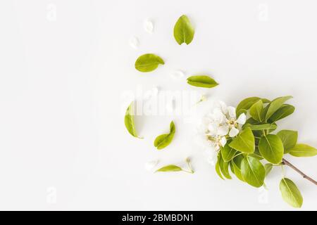 Branches de poire à ressort en fleurs sur fond blanc, cadre floral, vue du dessus, disposition plate. Concept de ressort Banque D'Images