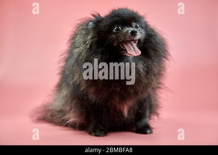 Chiot noir Spitz de Pomeranian. Joli chien Spitz moelleux sur fond rose. Petit chien Dwarf-Spitz, idéal pour les familles, avec une langue qui s'accroche. Banque D'Images