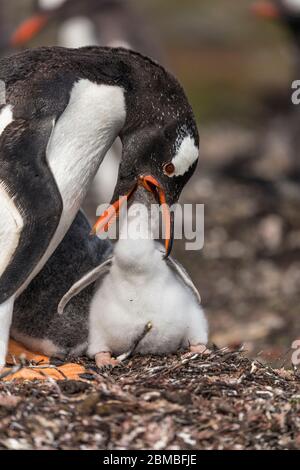 Manchot de Gentoo; Pygoscelis papouasie; nourrissant la poussin; Falkland; Banque D'Images