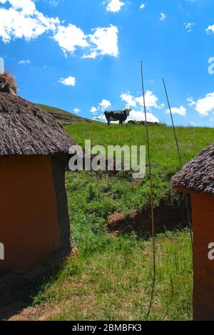 Vache entre les Rondavels traditionnels dans un petit village du Lesotho, Afrique australe. Banque D'Images