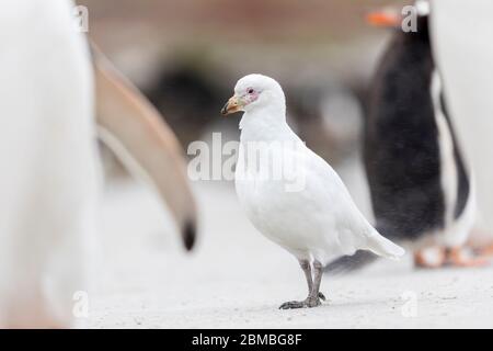 Sheathbill enneigé; Chionis albus; Falklands Banque D'Images