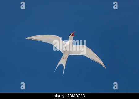 Sterne sud-américaine; Sterna hirundinacea; appel en vol; Falklands Banque D'Images