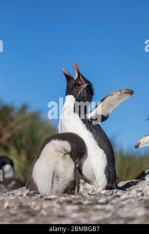 Manchot de la Rockhopper méridionale; Eudyptes chrysocome; parent et Chick; Falklands Banque D'Images