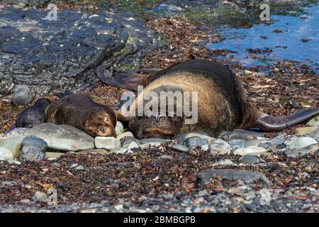 Lion de mer du Sud; Otaria flavescens; famille sur la plage; Falklands Banque D'Images