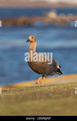 Oies hautes terres; Chloephaga picta; femelle; Falklands Banque D'Images