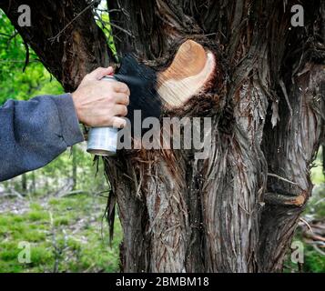 Vaporiser de la peinture après avoir coupé les branches de l'arbre. Aide arbre à guérir. Protection des branches coupées avec revêtement de peinture. Banque D'Images