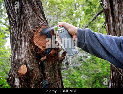 Vaporiser de la peinture après avoir coupé les branches de l'arbre. Aide arbre à guérir. Protection des branches coupées avec revêtement de peinture. Banque D'Images