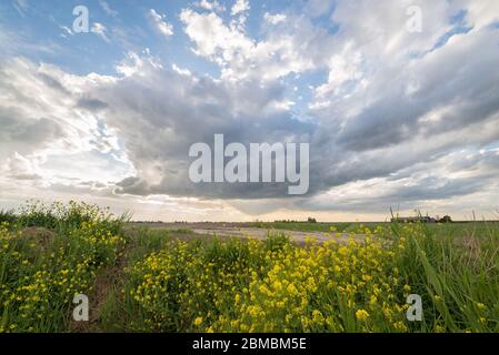 Belle vue sur une douche de source sur la campagne avec des fleurs de colza jaunes en premier plan Banque D'Images