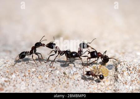 Les fourmis noirs se battent. Guerriers pour la survie Banque D'Images