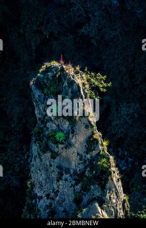 Des broméliades fleurissent au sommet d'une tour de roche près des cascades de Quetzalapan à Puebla, au Mexique. Banque D'Images