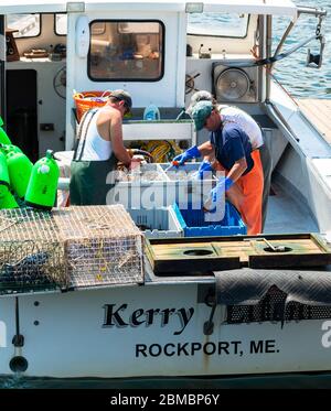 Rockport, Maine, Etats-Unis - 4 août 2017 : trois pêcheurs sur leur bateau de pêche triant les prises de homard dans des bacs à dperate par taille à vendre. Banque D'Images