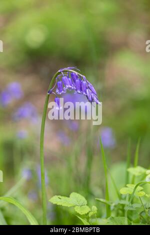 Gros plan d'un seul bluebell isolé - jacinthoides non scripta floraison dans un Bluebell anglais, Angleterre, Royaume-Uni Banque D'Images